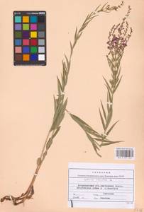 Lythrum virgatum L., Eastern Europe, Lower Volga region (E9) (Russia)