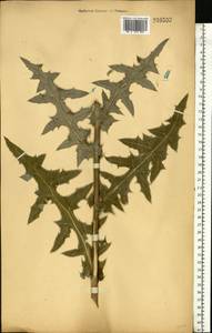 Echinops sphaerocephalus L., Eastern Europe, Central forest-and-steppe region (E6) (Russia)