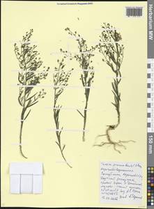 Thesium procumbens C. A. Mey., Caucasus, Stavropol Krai, Karachay-Cherkessia & Kabardino-Balkaria (K1b) (Russia)