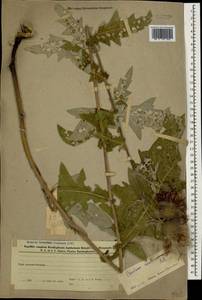 Lophiolepis ossetica subsp. ossetica, Caucasus, Azerbaijan (K6) (Azerbaijan)