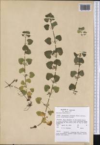 Glechoma hederacea L., America (AMER) (United States)