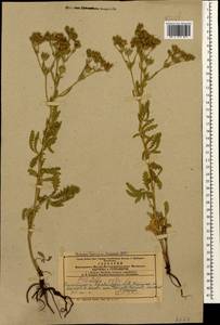 Potentilla recta L., Caucasus, Azerbaijan (K6) (Azerbaijan)