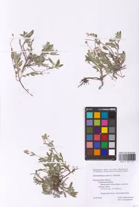 Helianthemum canum (L.) Baumg., Eastern Europe, Central forest-and-steppe region (E6) (Russia)