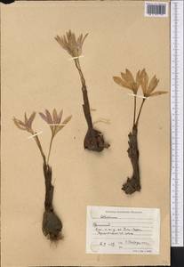 Colchicum, Middle Asia, Caspian Ustyurt & Northern Aralia (M8) (Kazakhstan)