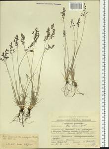 Poa glauca subsp. glauca, Siberia, Chukotka & Kamchatka (S7) (Russia)