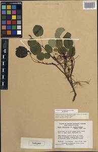 Salix reticulata subsp. glabellicarpa Argus, America (AMER) (Canada)