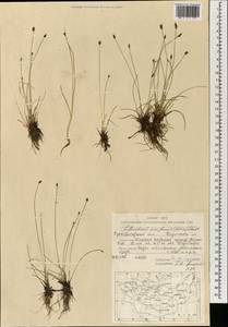 Eleocharis uniglumis (Link) Schult., Mongolia (MONG) (Mongolia)