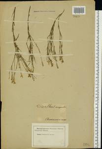 Dianthus campestris M. Bieb., Eastern Europe, North Ukrainian region (E11) (Ukraine)