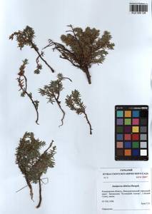 Juniperus communis var. saxatilis Pall., Siberia, Altai & Sayany Mountains (S2) (Russia)