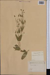 Gypsophila vaccaria (L.) Sm., Western Europe (EUR) (France)