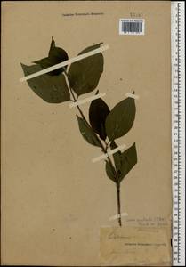 Cornus sanguinea subsp. australis (C.A.Mey.) Jáv., Caucasus, Stavropol Krai, Karachay-Cherkessia & Kabardino-Balkaria (K1b) (Russia)