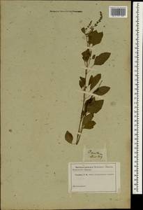 Ocimum tenuiflorum L., South Asia, South Asia (Asia outside ex-Soviet states and Mongolia) (ASIA) (Not classified)