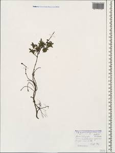 Thymus daghestanicus Klokov & Des.-Shost., Caucasus, Stavropol Krai, Karachay-Cherkessia & Kabardino-Balkaria (K1b) (Russia)