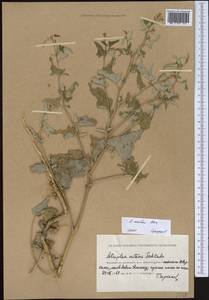 Atriplex aucheri Moq., Middle Asia, Caspian Ustyurt & Northern Aralia (M8) (Kazakhstan)