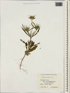 Lomelosia rotata (M. Bieb.) Greuter & Burdet, Crimea (KRYM) (Russia)