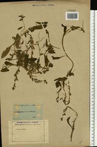 Asperugo procumbens L., Eastern Europe, Rostov Oblast (E12a) (Russia)