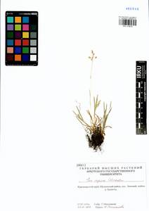 Poa supina Schrad., Siberia, Altai & Sayany Mountains (S2) (Russia)
