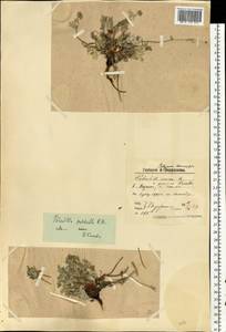 Potentilla pulchella R. Br., Eastern Europe, Northern region (E1) (Russia)