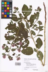 MHA 0 157 875, Mentha aquatica L., Eastern Europe, Central forest-and-steppe region (E6) (Russia)