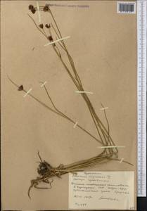 Schoenus nigricans L., Middle Asia, Western Tian Shan & Karatau (M3) (Kyrgyzstan)