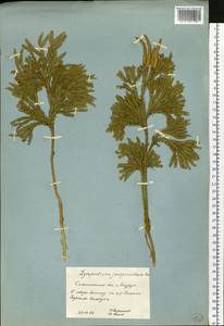 Dendrolycopodium juniperoideum (Sw.) A. Haines, Siberia, Russian Far East (S6) (Russia)