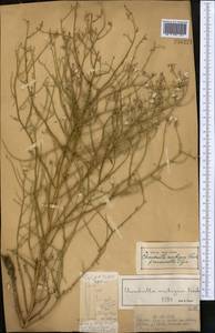 Chondrilla ambigua Fisch. ex Kar. & Kir., Middle Asia, Muyunkumy, Balkhash & Betpak-Dala (M9) (Kazakhstan)