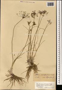 Allium anisopodium Ledeb., Mongolia (MONG) (Mongolia)