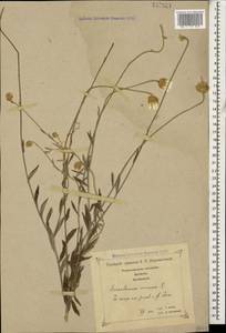 Xeranthemum annuum L., Caucasus, Georgia (K4) (Georgia)