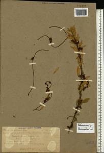 Cuscuta lupuliformis Krock., Eastern Europe, Volga-Kama region (E7) (Russia)