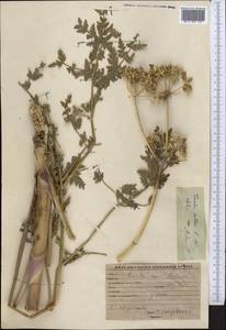 Ferula kelleri Koso-Pol., Middle Asia, Western Tian Shan & Karatau (M3) (Kyrgyzstan)