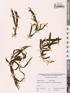 Potamogeton alpinus Balb., Siberia, Chukotka & Kamchatka (S7) (Russia)