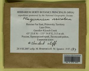 Plagiomnium vesicatum (Besch.) T.J. Kop., Bryophytes, Bryophytes - Russian Far East (excl. Chukotka & Kamchatka) (B20) (Russia)