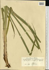 Carex buekii Wimm., Eastern Europe, South Ukrainian region (E12) (Ukraine)