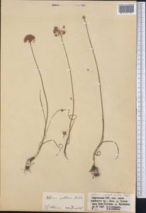 Allium pallasii Murray, Middle Asia, Pamir & Pamiro-Alai (M2) (Kyrgyzstan)