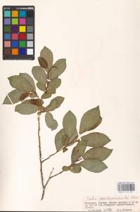 Salix pseudopentandra (Flod.) Flod., Mongolia (MONG) (Mongolia)