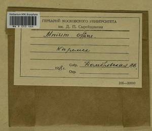 Plagiomnium affine (Blandow ex Funck) T.J. Kop., Bryophytes, Bryophytes - Karelia, Leningrad & Murmansk Oblasts (B4) (Russia)