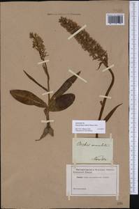Dactylorhiza maculata subsp. fuchsii (Druce) Hyl., Eastern Europe, Central forest region (E5) (Russia)