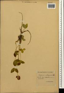 Trifolium ambiguum M.Bieb., Caucasus, Stavropol Krai, Karachay-Cherkessia & Kabardino-Balkaria (K1b) (Russia)