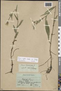 Picris hieracioides subsp. hieracioides, Eastern Europe, Moldova (E13a) (Moldova)