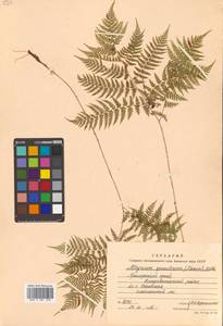 Athyrium spinulosum (Maxim.) Milde, Siberia, Russian Far East (S6) (Russia)