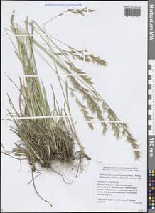 Helictochloa hookeri (Scribn.) Romero Zarco, Eastern Europe, Central region (E4) (Russia)
