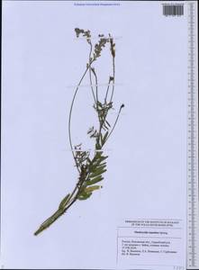 Onobrychis arenaria subsp. arenaria, Eastern Europe, Middle Volga region (E8) (Russia)