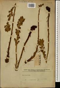 Orobanche, Caucasus, Azerbaijan (K6) (Azerbaijan)