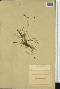 Carex ornithopoda Willd., Western Europe (EUR) (Not classified)