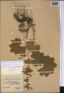 Alchemilla samuelssonii Rothm. ex S. E. Fröhner, Eastern Europe, Northern region (E1) (Russia)