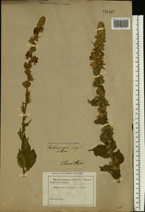 Verbascum densiflorum Bertol., Eastern Europe, South Ukrainian region (E12) (Ukraine)