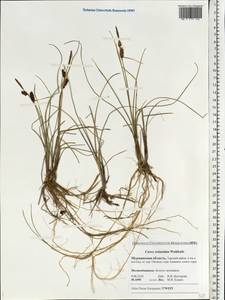 Carex rotundata Wahlenb., Eastern Europe, Northern region (E1) (Russia)