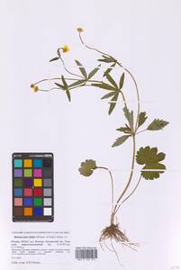 Ranunculus fallax (Wimm. & Grab.) Sloboda, Eastern Europe, Moscow region (E4a) (Russia)