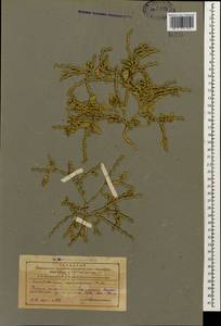 Euclidium syriacum (L.) W. T. Aiton, Caucasus, Azerbaijan (K6) (Azerbaijan)