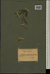 Hieracium umbellatum L., Eastern Europe, North Ukrainian region (E11) (Ukraine)